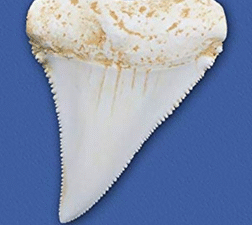 3” Great White Shark Tooth Replica
