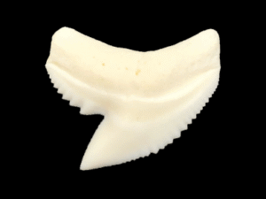 Tiger Shark Tooth Replica