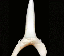 3” Sand Tiger Shark Tooth Replica