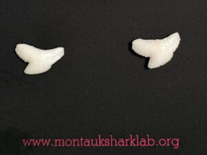 Tiger Shark Stud Earrings